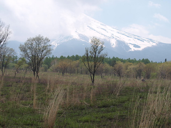 5月 北富士演習場の山野草 ヤマシャクヤク クジャクソウ ゼンマイ 富士山麓徒然記 5月 北富士演習場の山野草 ヤマシャクヤク クジャクソウ ゼンマイ 富士山麓徒然記