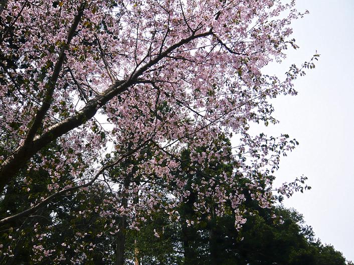 桜～桜～_b0088907_1142108.jpg