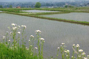 安曇野発；安曇野の花１_c0047814_21132727.jpg