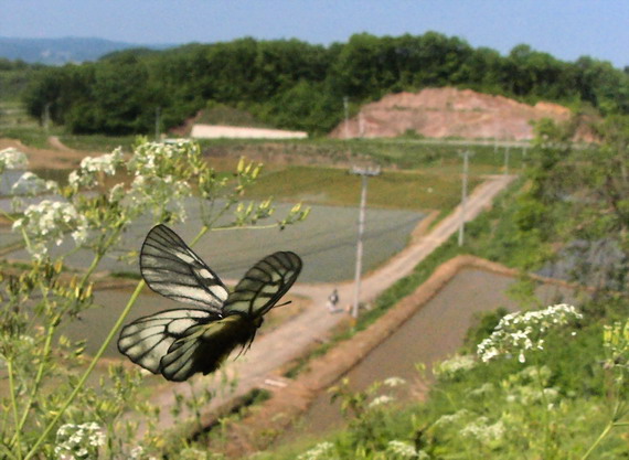 d0090322_20312187.jpg