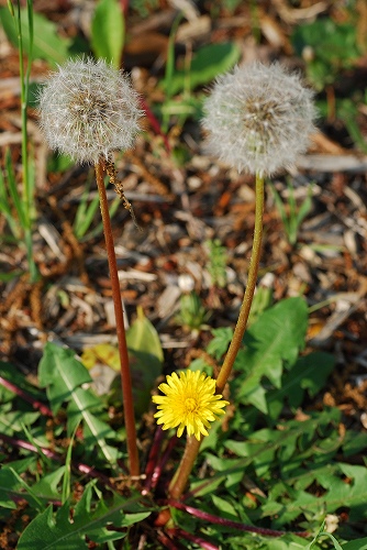 e0135024_21365069.jpg
