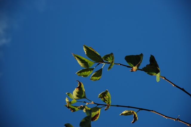 ポテトチップスと蒼空_e0140529_2046431.jpg