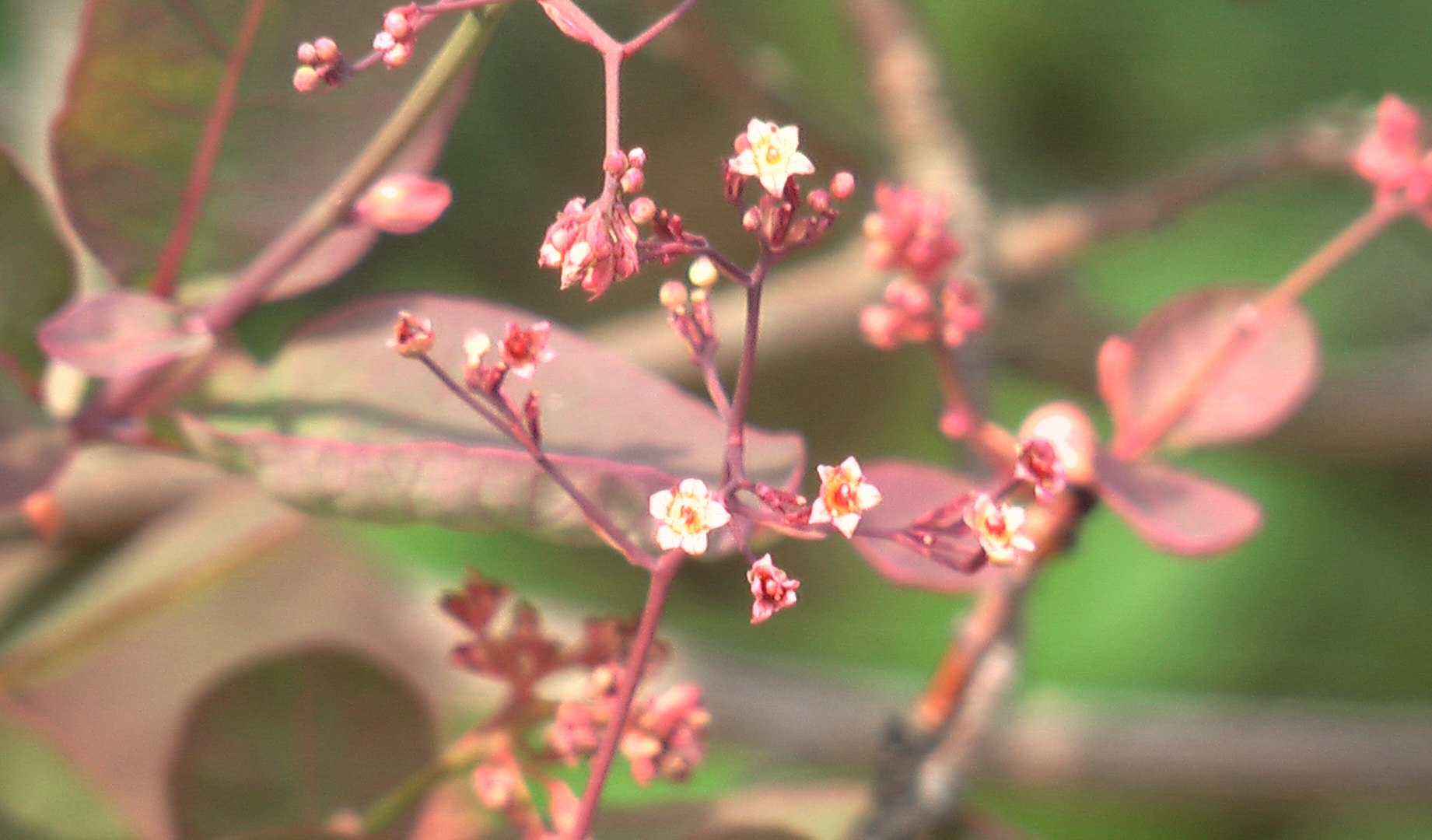 こんなに小さい。。。スモークツリーの花_f0153529_9382974.jpg