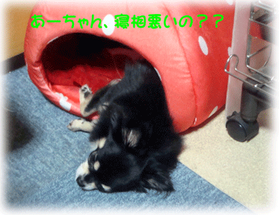 新しいもの好きなお嬢たち(＾＾；)(＾＾；)_b0078030_2355569.gif