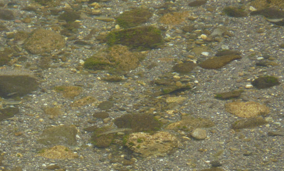 a0056140_232840100.gif