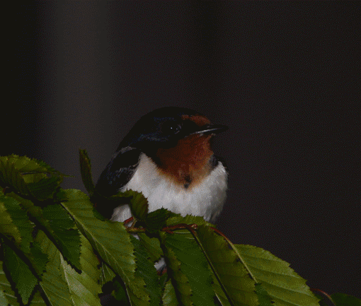 a0056140_2393091.gif