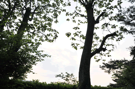 c0093046_9535282.gif