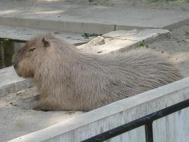 上野動物園_e0023247_2263090.jpg