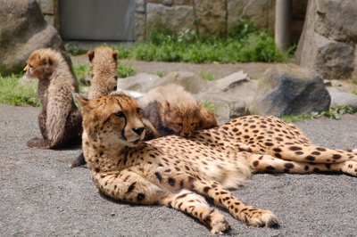 ピューマ 額装付 猫 ライオン チーター #1 楽天市場】【大特価】 チーター QY-202 狩猟豹 幼獣 14×25×H17