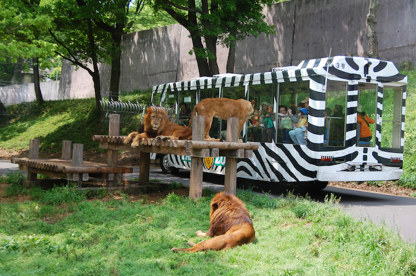 ピューマ 額装付 猫 ライオン チーター #1 ピューマ 額装付 猫 ライオン チーター #1 楽天市場】【大特価