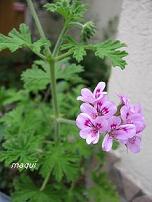 c0098050_10502435.jpg