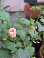 c0098050_10505698.jpg