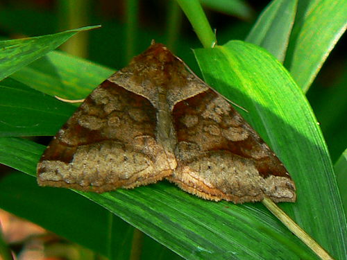 d0091754_35723.jpg