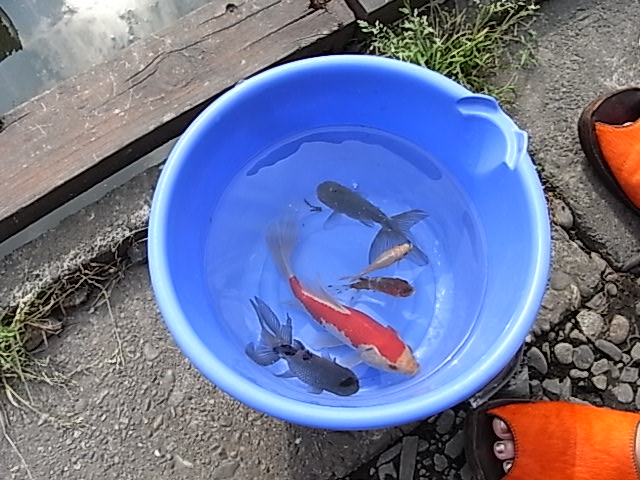 金魚のバケツ