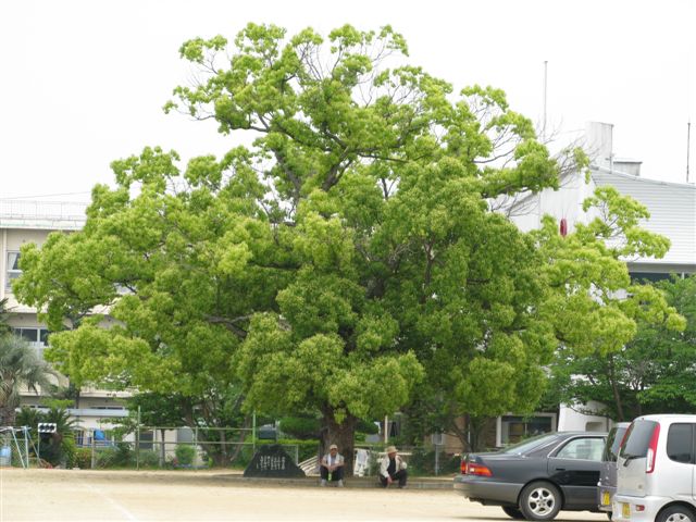Trees in Japan_c0157558_13193447.jpg