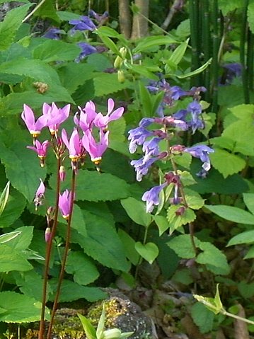 e0017562_14779.jpg
