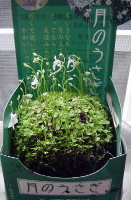 月のうさぎ 苔玉 日々綴り