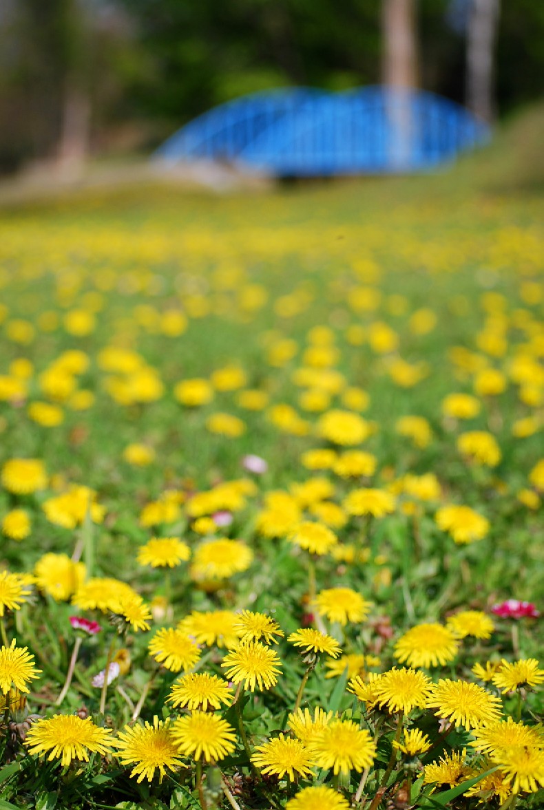 菜の花の季節♪_a0103194_1956788.jpg