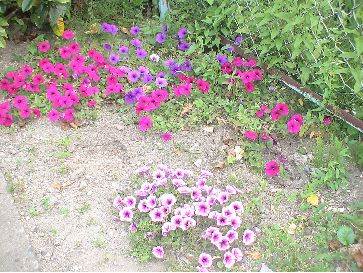 『罪』な花泥棒_d0016397_2135427.jpg