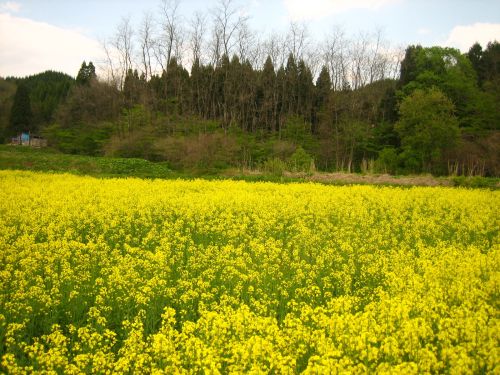 菜の花畑は今が見ごろ！_d0021097_22311615.jpg