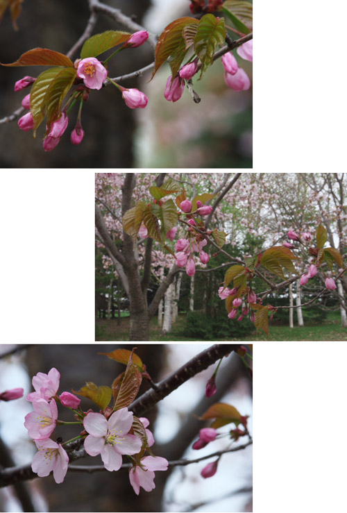 2008年　桜をもとめて　～　モエレ沼公園の巻_f0003598_14325768.jpg