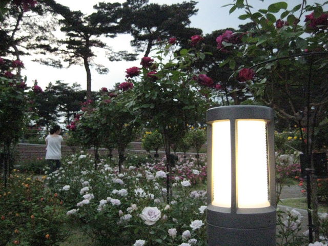 赤と黄色のエクスタシー_b0134499_10304772.jpg