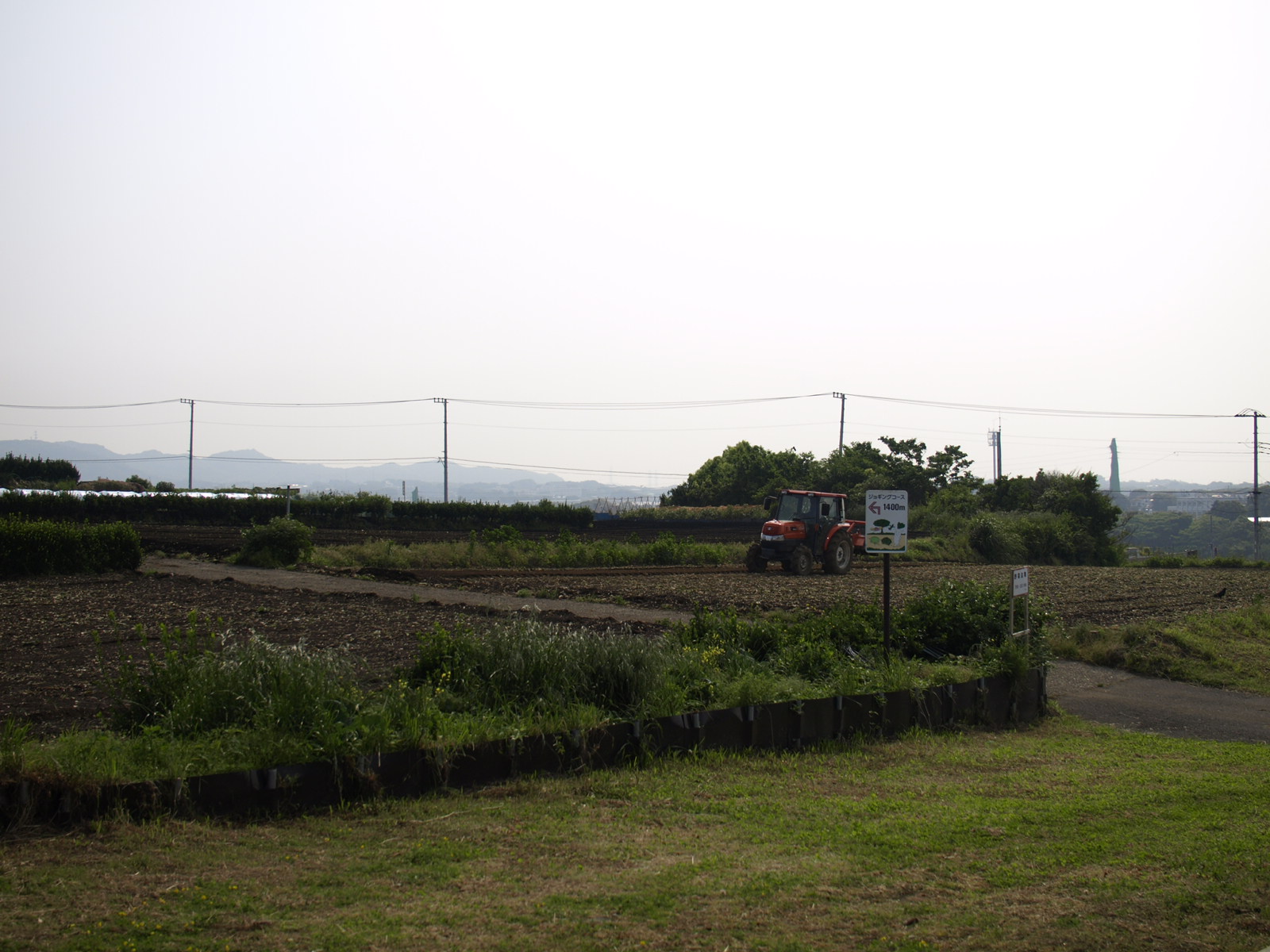 5月中旬の三浦半島　畑の様子_e0141099_1439382.jpg