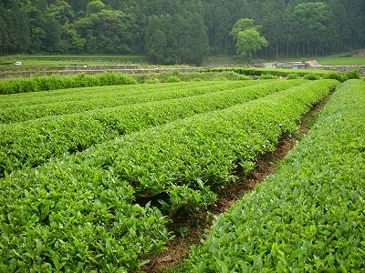 嬉野温泉 椎葉山荘_d0116009_2101340.jpg