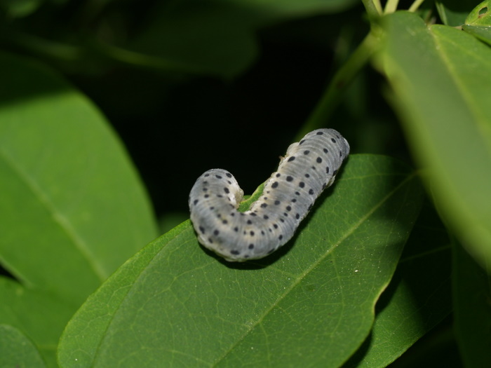 アケビコンボウハバチ　幼虫_c0116915_2329742.jpg