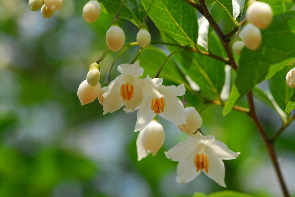 エゴノキが開花 私のデジタル写真眼 エゴノキが開花 私のデジタル写真眼