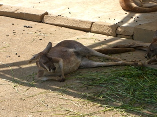 動物園に行きました。_a0048721_21194627.jpg