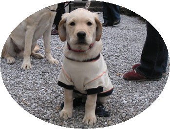 祝 盲導犬 インディー号 誕生 しろくまファミリーのpuppy日記 祝 盲導犬 インディー号 誕生 しろくまファミリーのpuppy日記