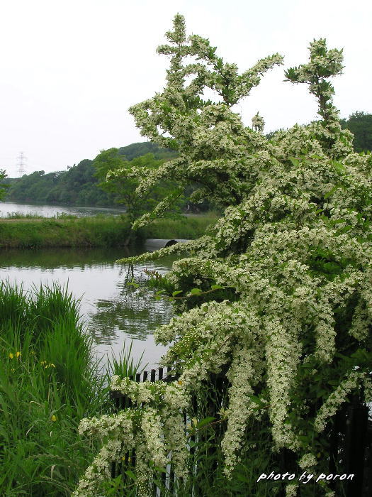 大きな山田池を背景にした最近の花々_c0137342_1019968.jpg