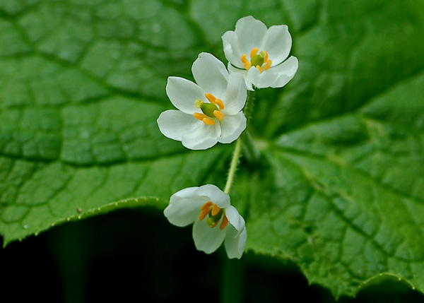 サンカヨウ 蝴蝶の夢 サンカヨウ 蝴蝶の夢