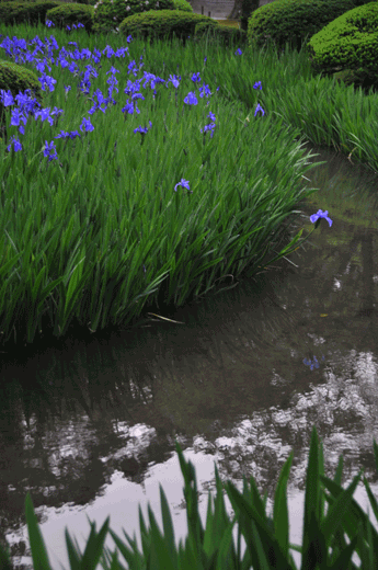 c0093046_745412.gif