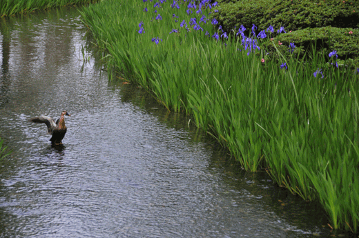 c0093046_751364.gif