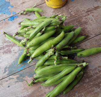 莢ごと空豆紀行 The Journey of \"Pod Broad Beans\" _d0047851_21234312.jpg