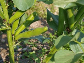 莢ごと空豆紀行 The Journey of \"Pod Broad Beans\" _d0047851_2123656.jpg