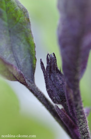 c0145453_04188.jpg