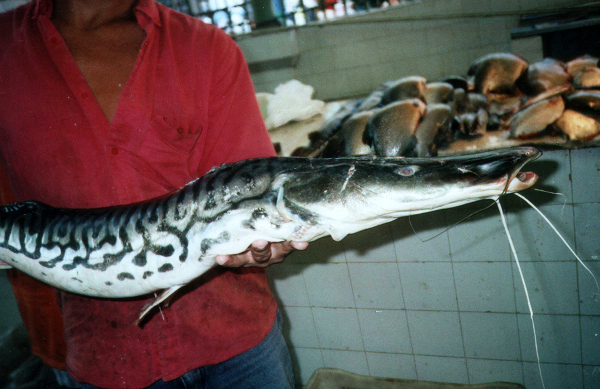 ブラジル　アマゾンの魚とイグアスの滝_f0140054_20221216.jpg