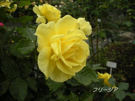 c0127460_00270.jpg