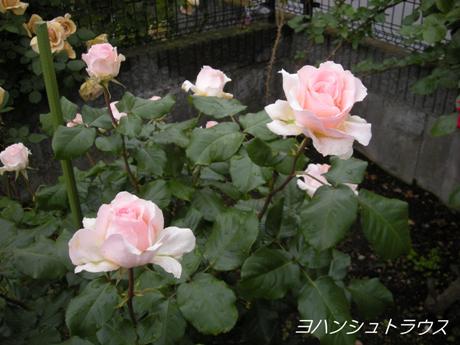 薔薇色の人生　～１～_c0127460_2326882.jpg