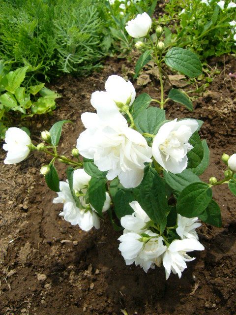 2008年5月19日(月)ニャンコ仲間とパーティ!」_f0060461_131291.jpg