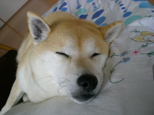2008年5月19日(月)ニャンコ仲間とパーティ!」_f0060461_1364428.jpg