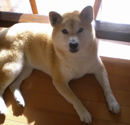 2008年5月19日(月)ニャンコ仲間とパーティ!」_f0060461_19251246.jpg