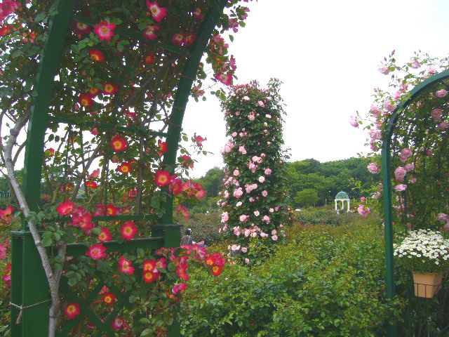 2008年5月17日(土)寅ちゃんと実家と京成バラ園!_f0060461_19311797.jpg