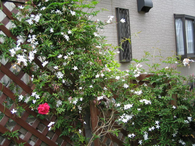 b0116763_1155416.jpg