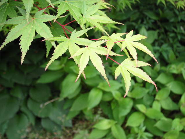 もみじの新芽 燃えるような赤い枝 写べる もみじの新芽 燃えるような赤い枝 写べる
