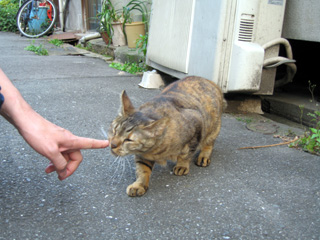 中崎町ねこ_d0060166_2241568.jpg