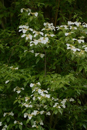 e0054067_2043193.jpg